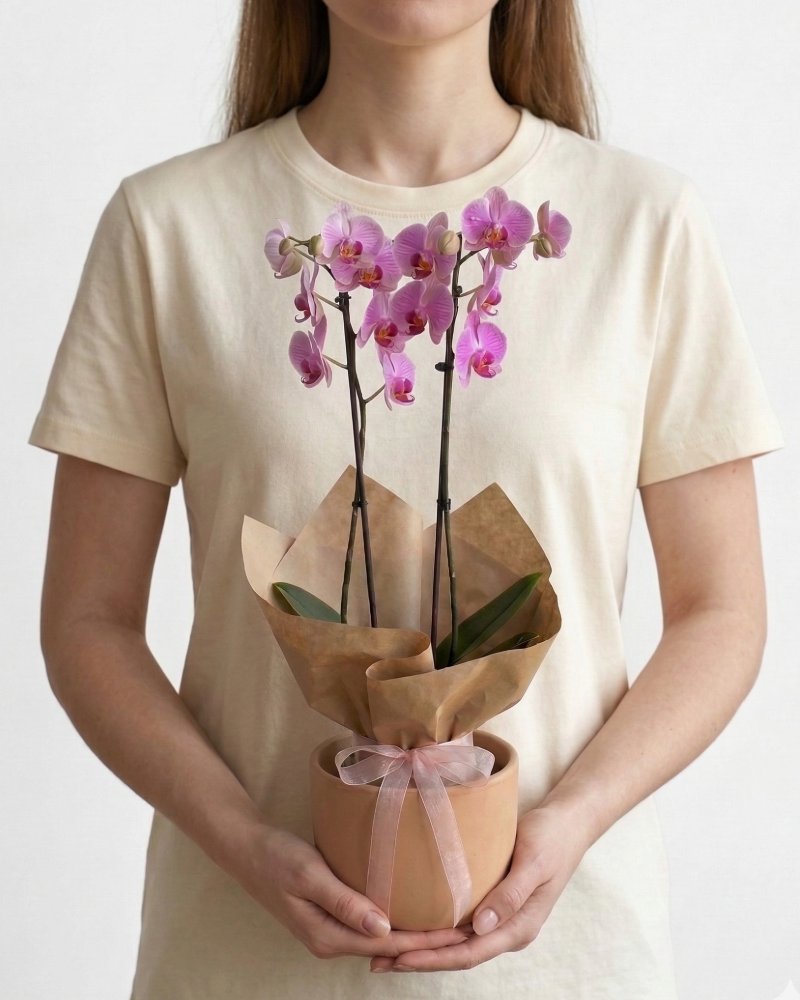 Çift Dallı Pembe Orkide