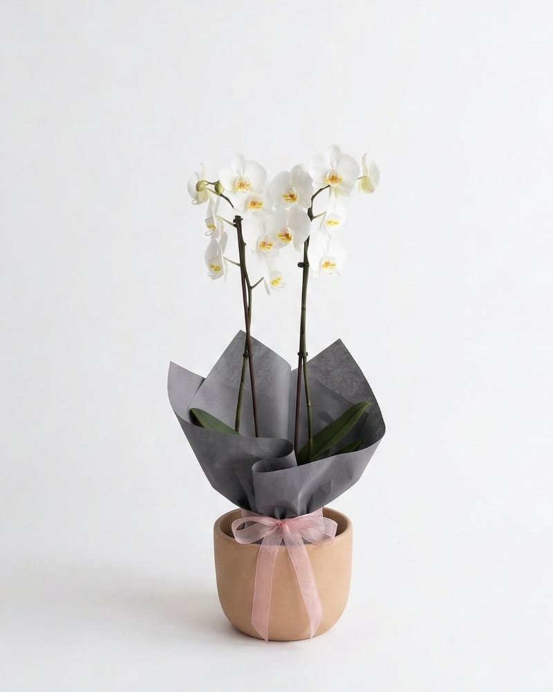 Çift Dallı Beyaz Orkide